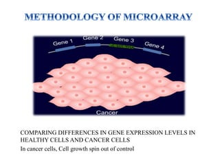 COMPARING DIFFERENCES IN GENE EXPRESSION LEVELS IN
HEALTHY CELLS AND CANCER CELLS
In cancer cells, Cell growth spin out of control
 