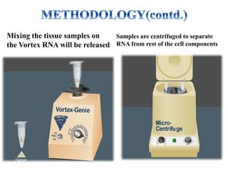 Mixing the tissue samples on
the Vortex RNA will be released
Samples are centrifuged to separate
RNA from rest of the cell components
 