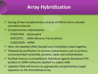  Joining of two complementary strands of DNA to form a double-
stranded molecule.
 Complementary hybridization-
-CTAGCAGG - Actual gene
-GATCGTCC - cDNA (Reverse Transcription)
-CUAGCAGG - mRNA
 Here, the labelled cDNA (Sample and Control)are mixed together.
 Followed by purification to remove contaminants such as primers,
unincorporated nucleotide, proteins, lipids and carbohydrates.
 Purified mixture is competitively hybridised against denatured PCR
product or cDNA molecules spotted on a glass slide.
 Labelled cDNA will bind to its appropriate complementary target
sequence on the immobilised array.
Array Hybridization
 
