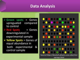  Green spots = Genes
upreguated compared
to control
 Red Spots = Genes
downregulated in
experimental sample
 Yellow Spots = Genes of
equal abundance in
both experimental &
control sample
Data Analysis
Source:http://libertgen564s15.weebly.com/microarray.html
Source:https://deutsch.physics.ucsc.edu/micr
oarrays.html
 