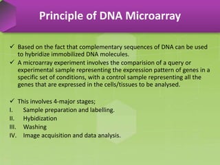  Based on the fact that complementary sequences of DNA can be used
to hybridize immobilized DNA molecules.
 A microarray experiment involves the comparision of a query or
experimental sample representing the expression pattern of genes in a
specific set of conditions, with a control sample representing all the
genes that are expressed in the cells/tissues to be analysed.
 This involves 4-major stages;
I. Sample preparation and labelling.
II. Hybidization
III. Washing
IV. Image acquisition and data analysis.
Principle of DNA Microarray
 
