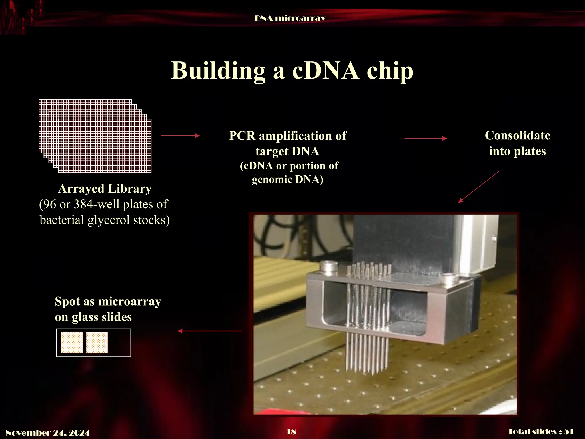 DNA microarray
Total slides : 51
18
November 24, 2024
Building a cDNA chip
Arrayed Library
(96 or 384-well plates of
bacterial glycerol stocks)
PCR amplification of
target DNA
(cDNA or portion of
genomic DNA)
Consolidate
into plates
Spot as microarray
on glass slides
 