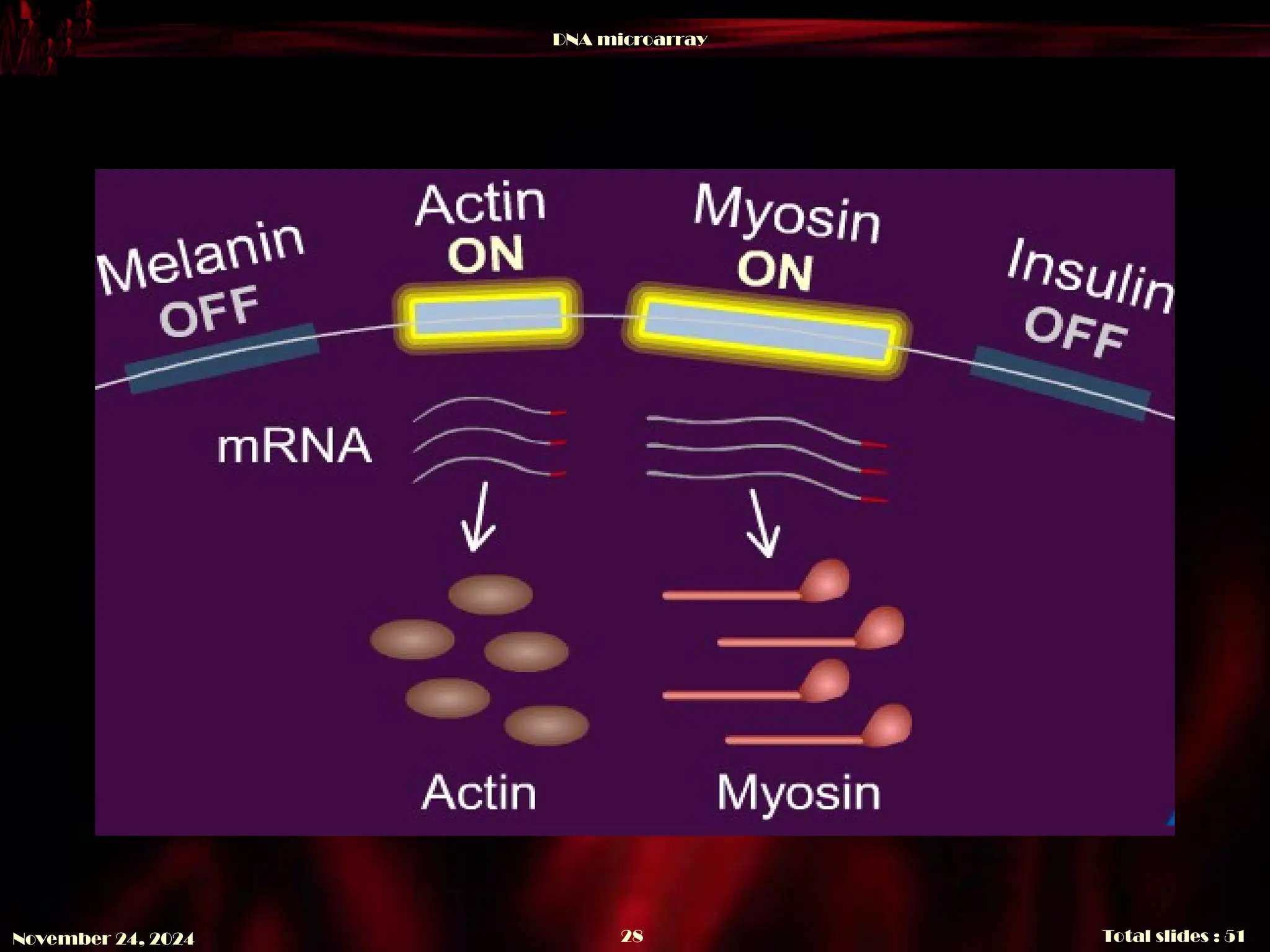 DNA microarray
Total slides : 51
28
November 24, 2024
 