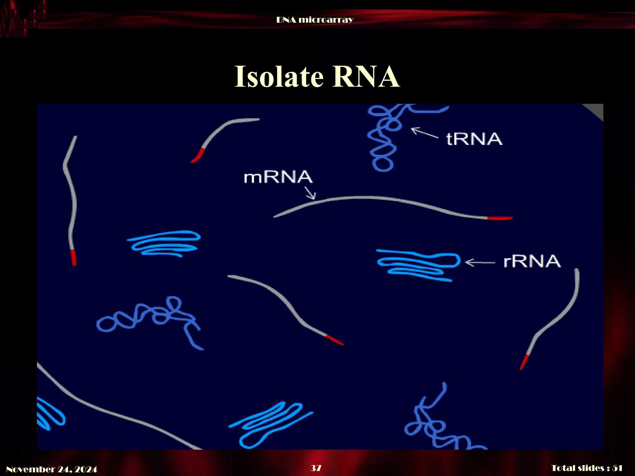 DNA microarray
Total slides : 51
37
November 24, 2024
Isolate RNA
 