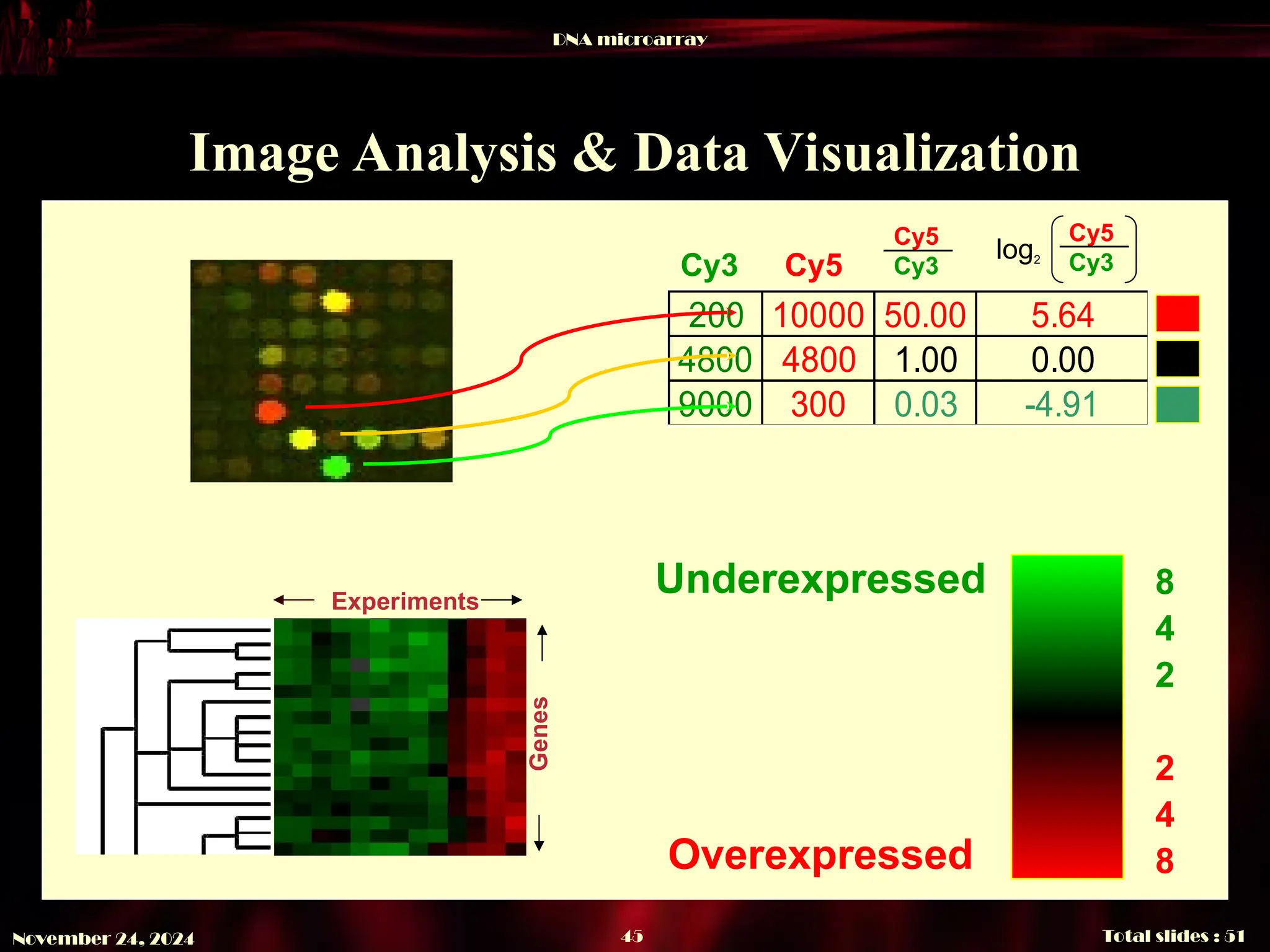 DNA microarray
Total slides : 51
45
November 24, 2024
Image Analysis & Data
Data Visualization
200 10000 50.00 5.64
4800 4800 1.00 0.00
9000 300 0.03 -4.91
Cy3 Cy5
Cy5
Cy3
Cy5
Cy3
log2
Genes
Experiments
8
4
2
fold
2
4
8
Underexpressed
Overexpressed
 