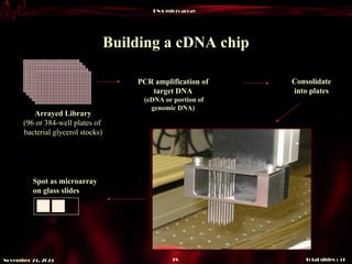 DNA microarray
Total slides : 51
18
November 24, 2024
Building a cDNA chip
Arrayed Library
(96 or 384-well plates of
bacterial glycerol stocks)
PCR amplification of
target DNA
(cDNA or portion of
genomic DNA)
Consolidate
into plates
Spot as microarray
on glass slides
 