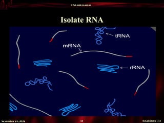 DNA microarray
Total slides : 51
37
November 24, 2024
Isolate RNA
 