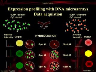 DNA microarray
Total slides : 51
44
November 24, 2024
Expression profiling with DNA microarrays
Data acquistion
HYBRIDIZATION
Spot #1
Spot #3
Spot #2
Spot #4
Spot #6
Spot #5
Relative
intensity
Relative
intensity
cDNA “control”
Cy3 labeled
6
1
5
5
5
5
2
2
2
2 3
3
Output Output
cDNA “treament”
Cy5 labeled
1
6
6
6
5 5
5
5
3 6
6
4
5
3 6
6
6
6
6
6
1
1
5
5
5
5
5
5
5
2
2
2
2
3
3
4
 