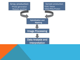 Array production
•Probe generation
•Robotic spotting
Sample production
•Cell/ tissue
•DNA/RNA/Protein
Hybridization and
Washing
Image Processing
Data Analysis and
Interpretation
 