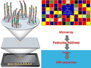 Microarray
Features/Address
Probes
DNA sequences
 
