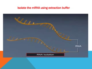 Isolate the mRNA using extraction buffer
 