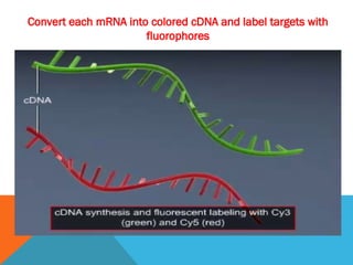 Convert each mRNA into colored cDNA and label targets with
fluorophores
 