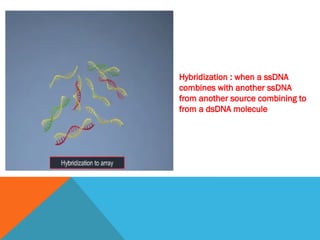 Hybridization : when a ssDNA
combines with another ssDNA
from another source combining to
from a dsDNA molecule
 
