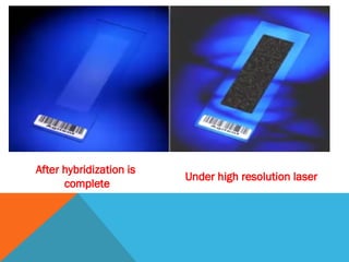 After hybridization is
complete
Under high resolution laser
 