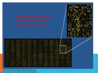 Superimposed fluorescent
image of Cy3-cDNA and
Cy5-cDNA hybridization
 