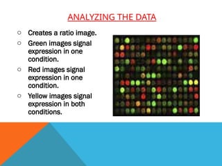 ANALYZING THE DATA
o Creates a ratio image.
o Green images signal
expression in one
condition.
o Red images signal
expression in one
condition.
o Yellow images signal
expression in both
conditions.
 
