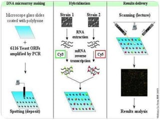Dna microarray and its role in plant pathology | PPTX