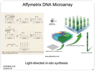 Dna microarray and its role in plant pathology | PPTX