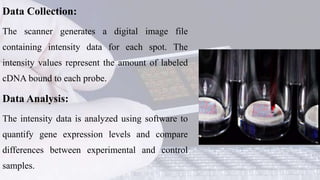 dna microarray .pptx