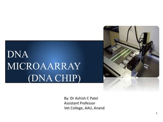 1
DNA
MICROAARRAY
(DNA CHIP)
By: Dr Ashish C Patel
Assistant Professor
Vet College, AAU, Anand
 