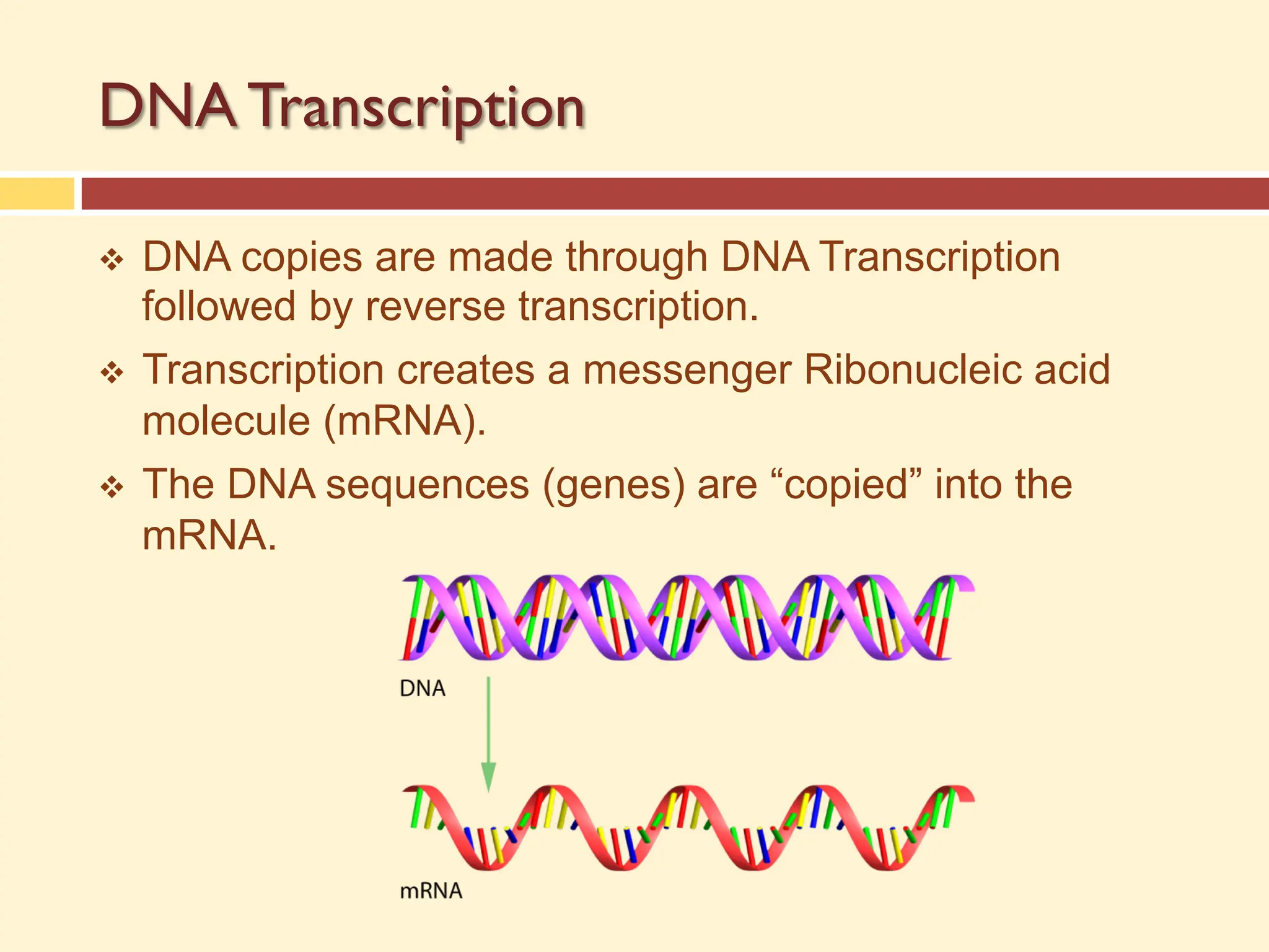 DNA Transcription
v DNA copies are made through DNA Transcription
followed by reverse transcription.
v Transcription creates a messenger Ribonucleic acid
molecule (mRNA).
v The DNA sequences (genes) are “copied” into the
mRNA.
 