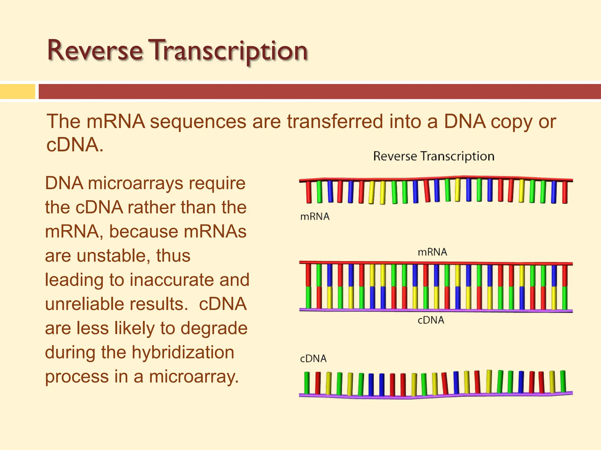 Reverse Transcription
The mRNA sequences are transferred into a DNA copy or
cDNA.
DNA microarrays require
the cDNA rather than the
mRNA, because mRNAs
are unstable, thus
leading to inaccurate and
unreliable results. cDNA
are less likely to degrade
during the hybridization
process in a microarray.
 