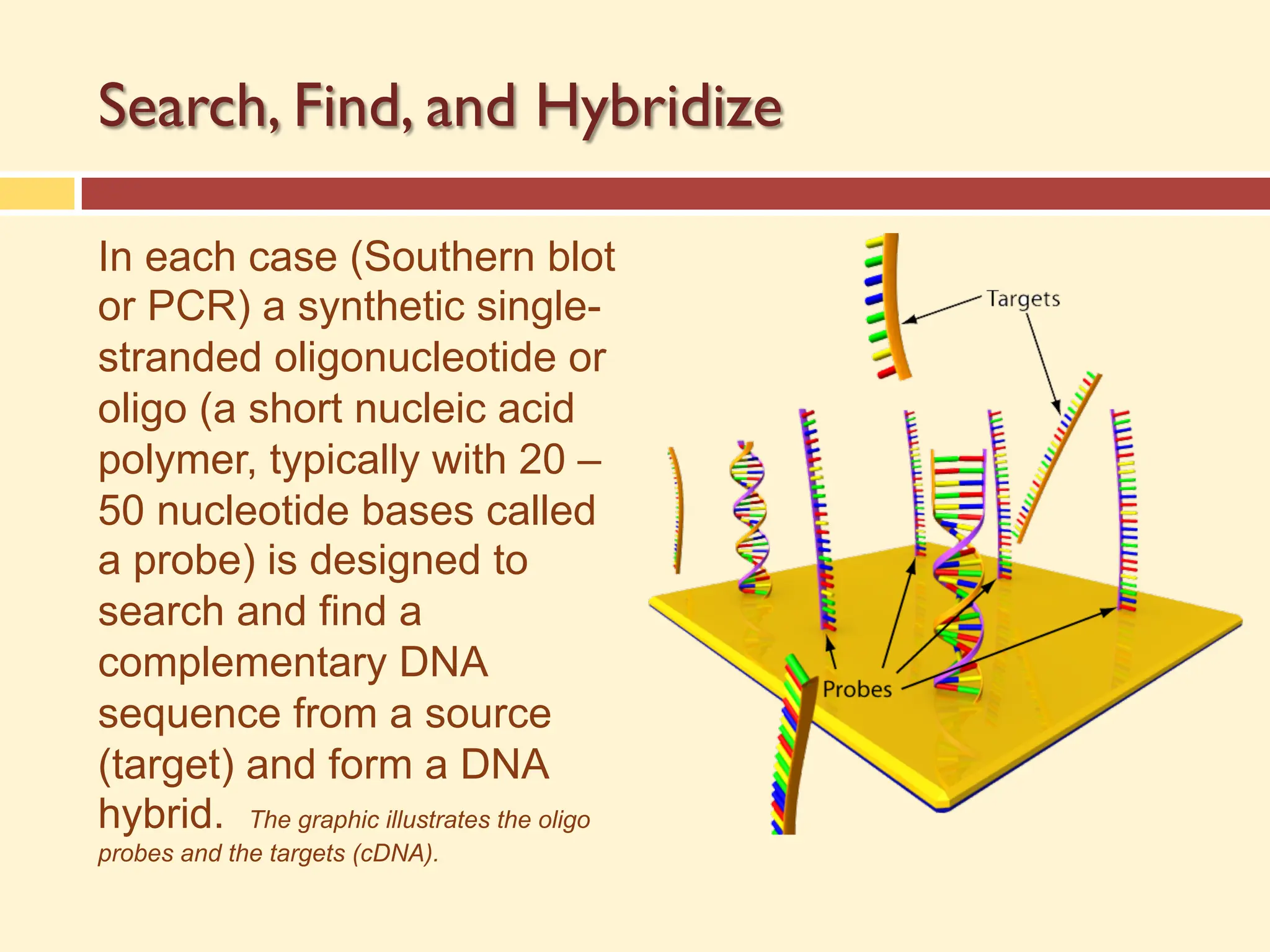 Search, Find, and Hybridize
In each case (Southern blot
or PCR) a synthetic single-
stranded oligonucleotide or
oligo (a short nucleic acid
polymer, typically with 20 –
50 nucleotide bases called
a probe) is designed to
search and find a
complementary DNA
sequence from a source
(target) and form a DNA
hybrid. The graphic illustrates the oligo
probes and the targets (cDNA).
 