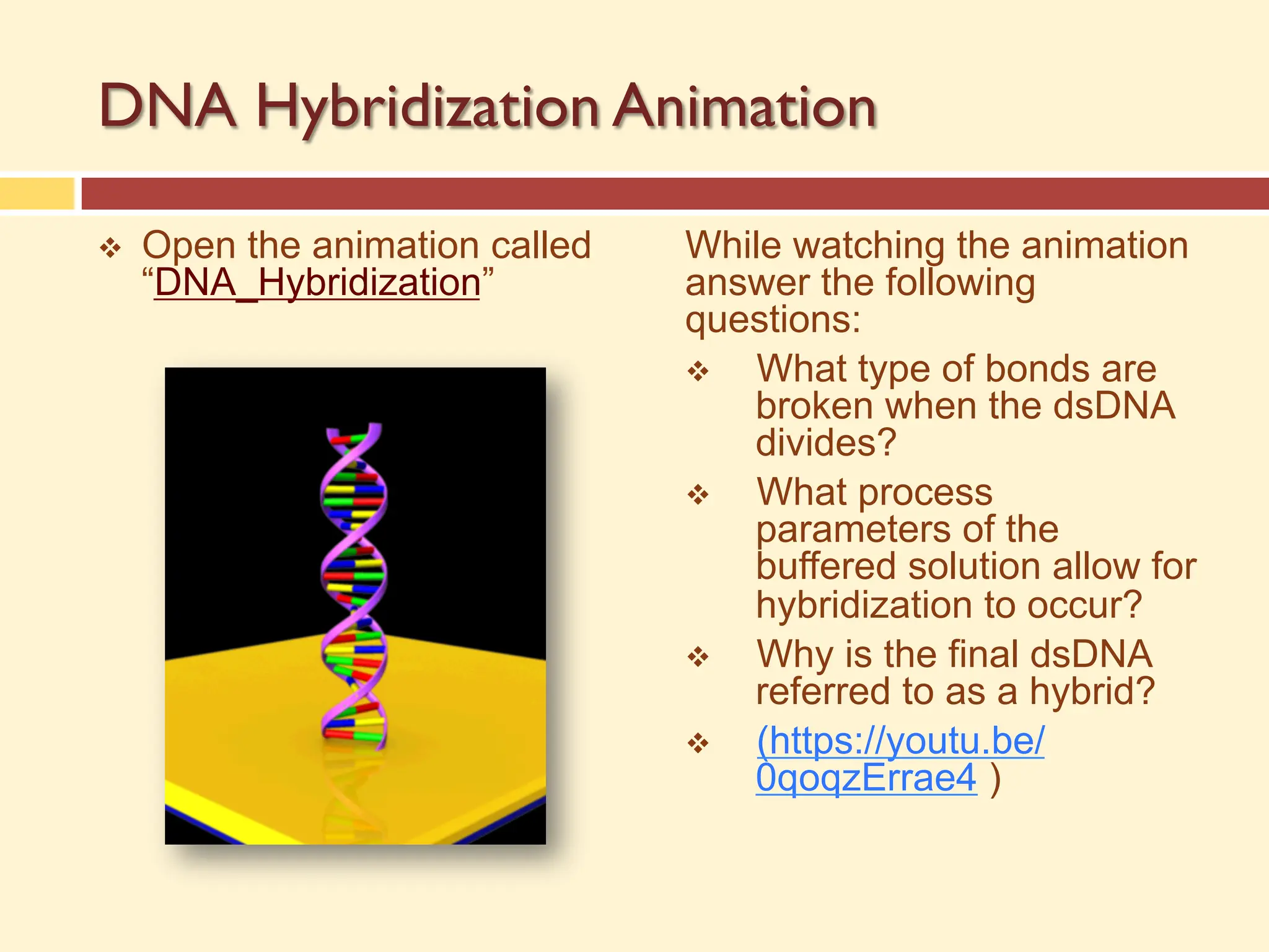 DNA Hybridization Animation
v Open the animation called
“DNA_Hybridization”
While watching the animation
answer the following
questions:
v What type of bonds are
broken when the dsDNA
divides?
v What process
parameters of the
buffered solution allow for
hybridization to occur?
v Why is the final dsDNA
referred to as a hybrid?
v (https://youtu.be/
0qoqzErrae4 )
 