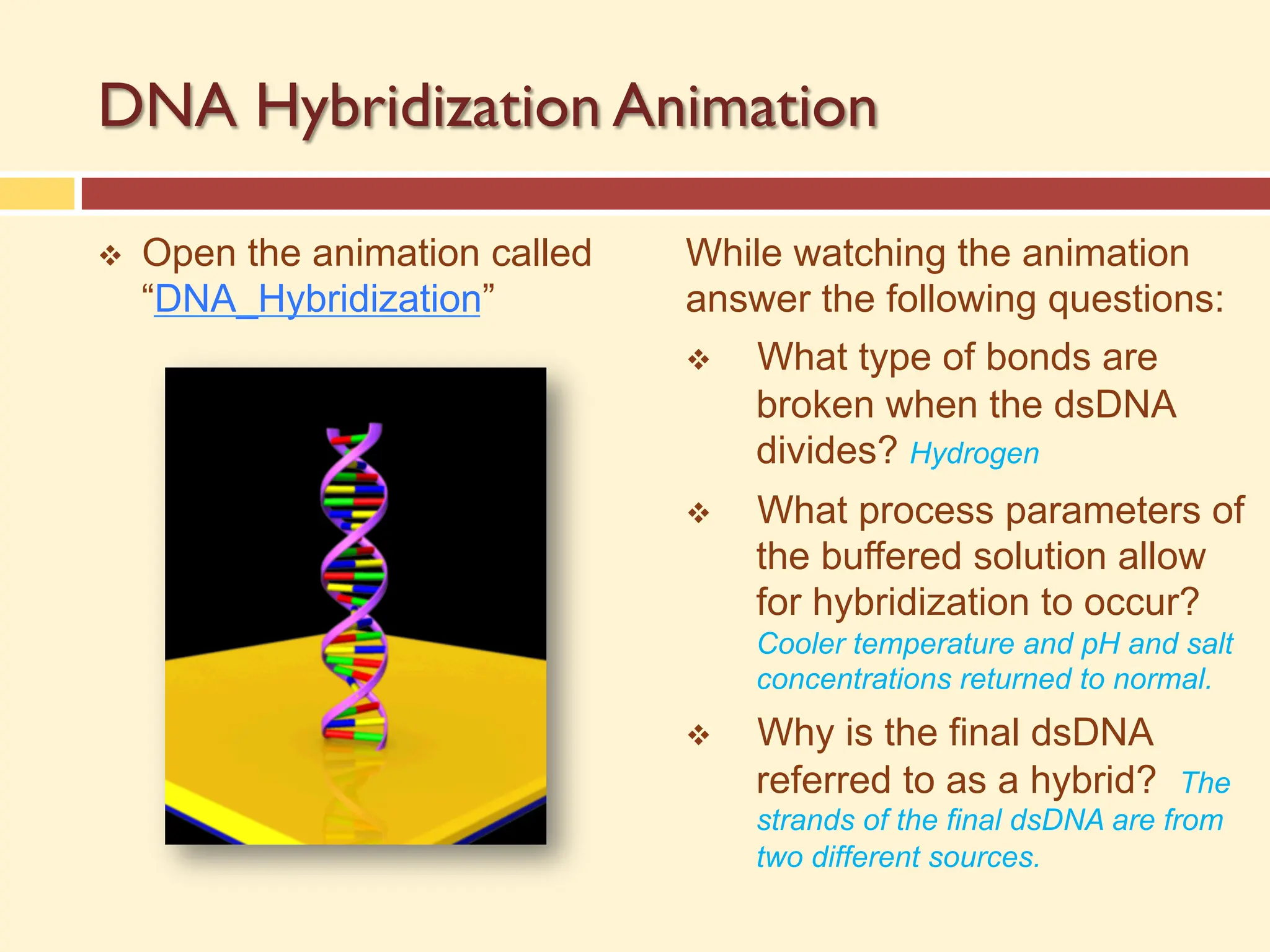 DNA Hybridization Animation
v Open the animation called
“DNA_Hybridization”
While watching the animation
answer the following questions:
v What type of bonds are
broken when the dsDNA
divides? Hydrogen
v What process parameters of
the buffered solution allow
for hybridization to occur?
Cooler temperature and pH and salt
concentrations returned to normal.
v Why is the final dsDNA
referred to as a hybrid? The
strands of the final dsDNA are from
two different sources.
 