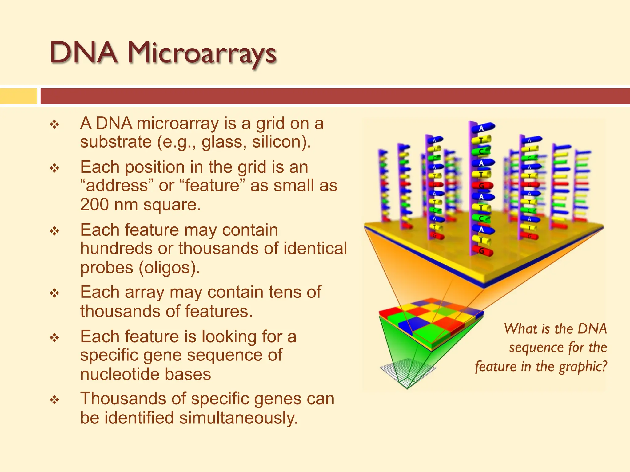 DNA Microarrays
v A DNA microarray is a grid on a
substrate (e.g., glass, silicon).
v Each position in the grid is an
“address” or “feature” as small as
200 nm square.
v Each feature may contain
hundreds or thousands of identical
probes (oligos).
v Each array may contain tens of
thousands of features.
v Each feature is looking for a
specific gene sequence of
nucleotide bases
v Thousands of specific genes can
be identified simultaneously.
What is the DNA
sequence for the
feature in the graphic?
 