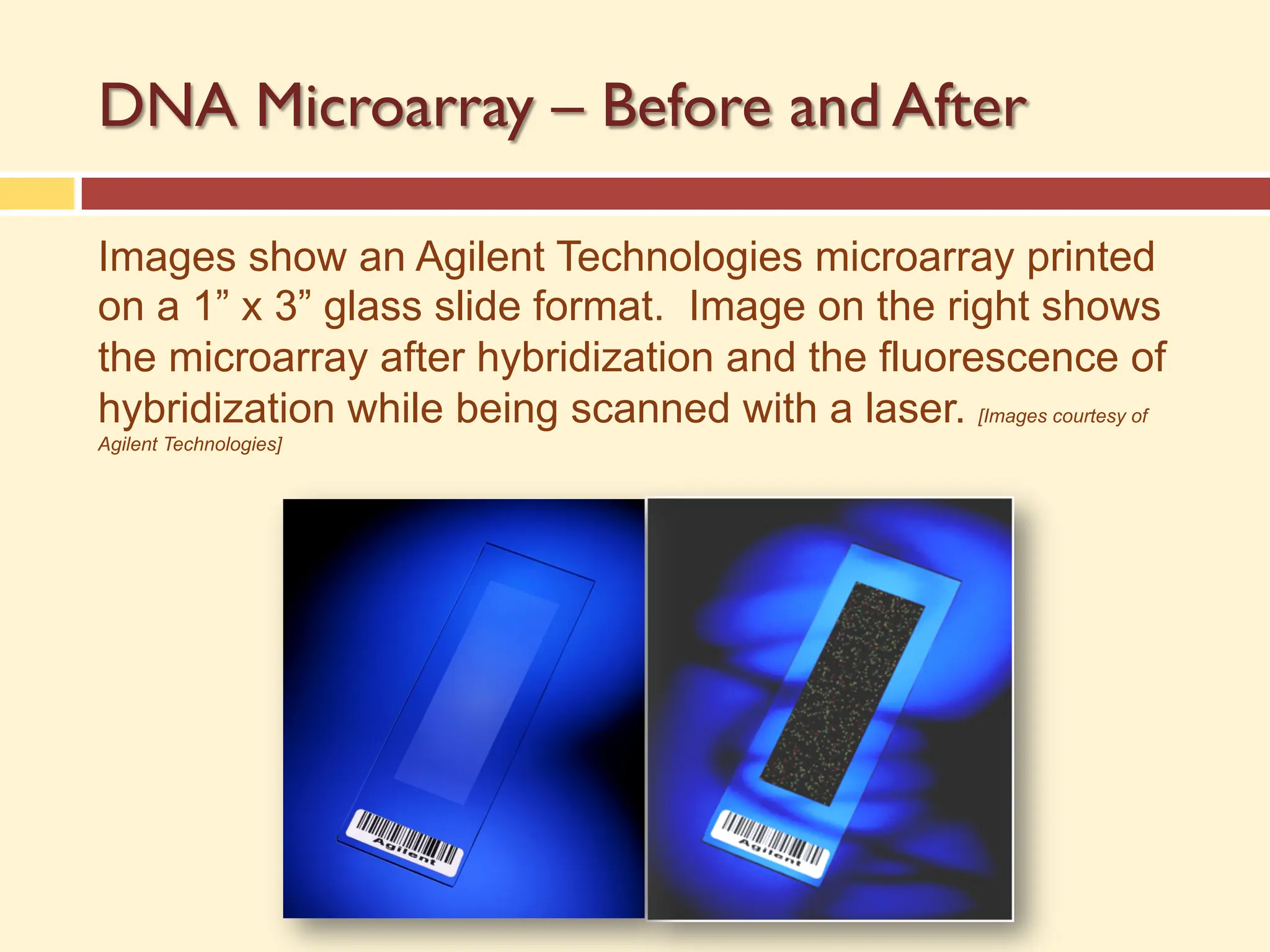 DNA Microarray – Before and After
Images show an Agilent Technologies microarray printed
on a 1” x 3” glass slide format. Image on the right shows
the microarray after hybridization and the fluorescence of
hybridization while being scanned with a laser. [Images courtesy of
Agilent Technologies]
 