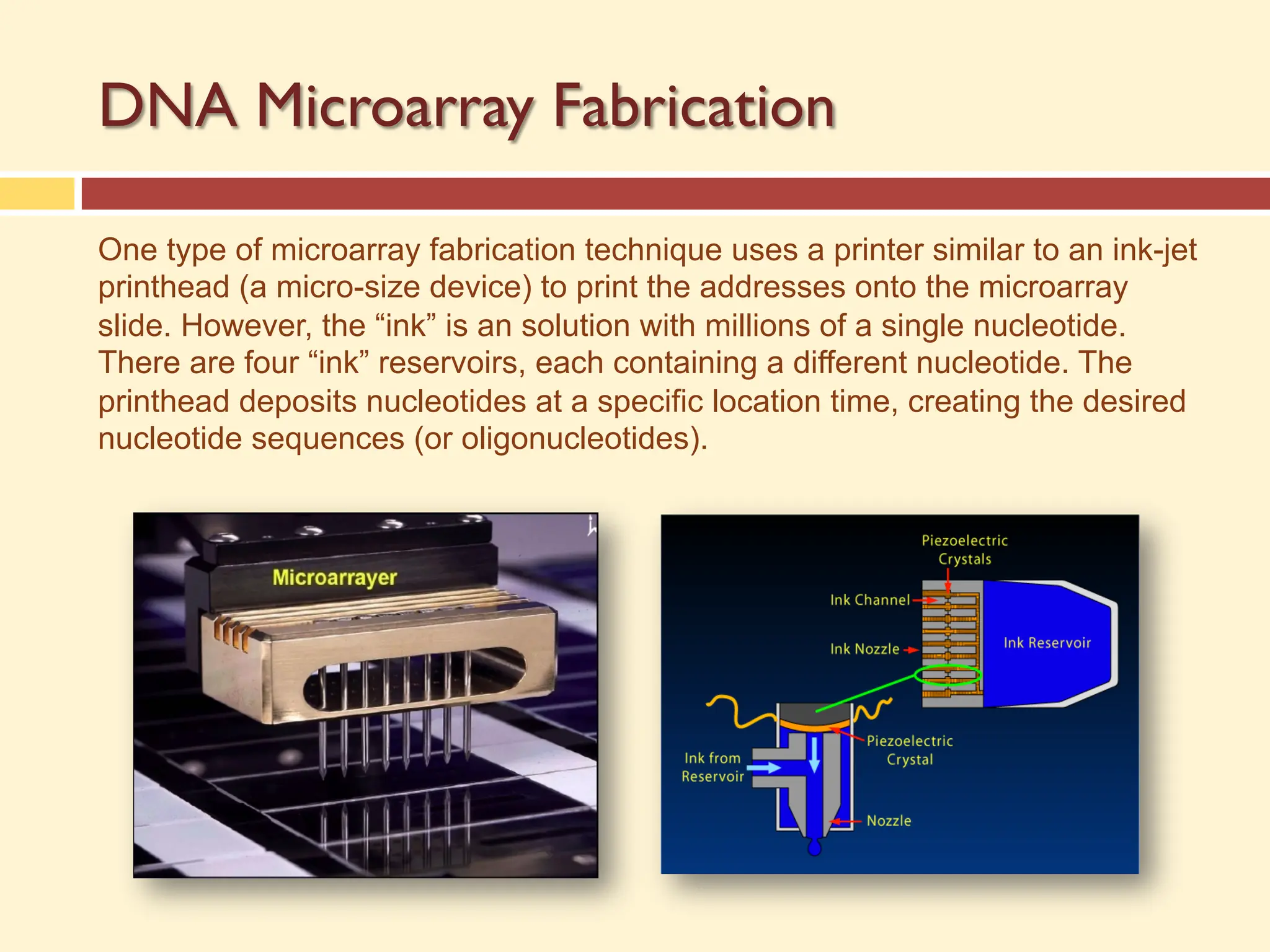 DNA Microarray Fabrication
One type of microarray fabrication technique uses a printer similar to an ink-jet
printhead (a micro-size device) to print the addresses onto the microarray
slide. However, the “ink” is an solution with millions of a single nucleotide.
There are four “ink” reservoirs, each containing a different nucleotide. The
printhead deposits nucleotides at a specific location time, creating the desired
nucleotide sequences (or oligonucleotides).
 