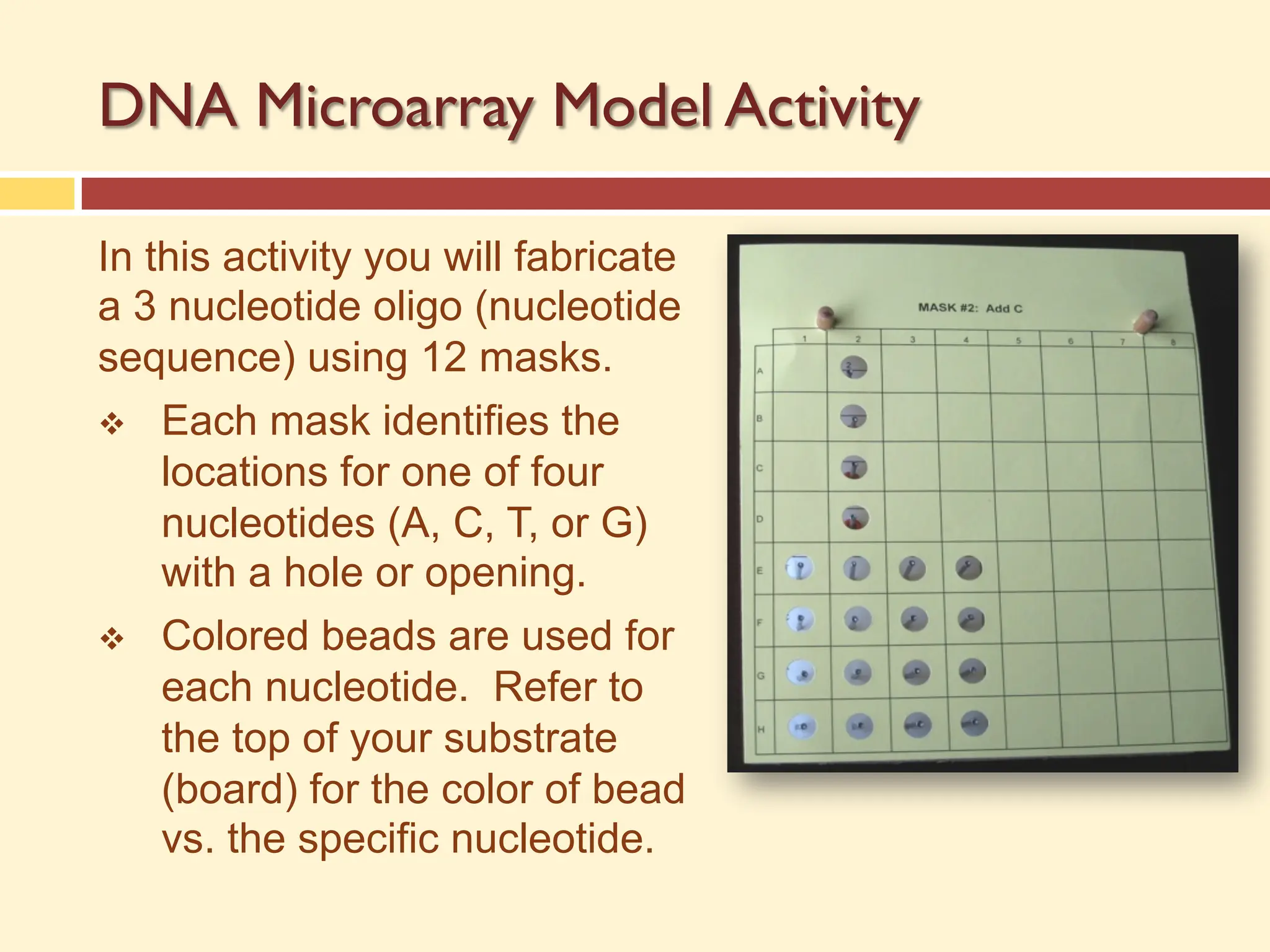 DNA Microarray Model Activity
In this activity you will fabricate
a 3 nucleotide oligo (nucleotide
sequence) using 12 masks.
v Each mask identifies the
locations for one of four
nucleotides (A, C, T, or G)
with a hole or opening.
v Colored beads are used for
each nucleotide. Refer to
the top of your substrate
(board) for the color of bead
vs. the specific nucleotide.
 