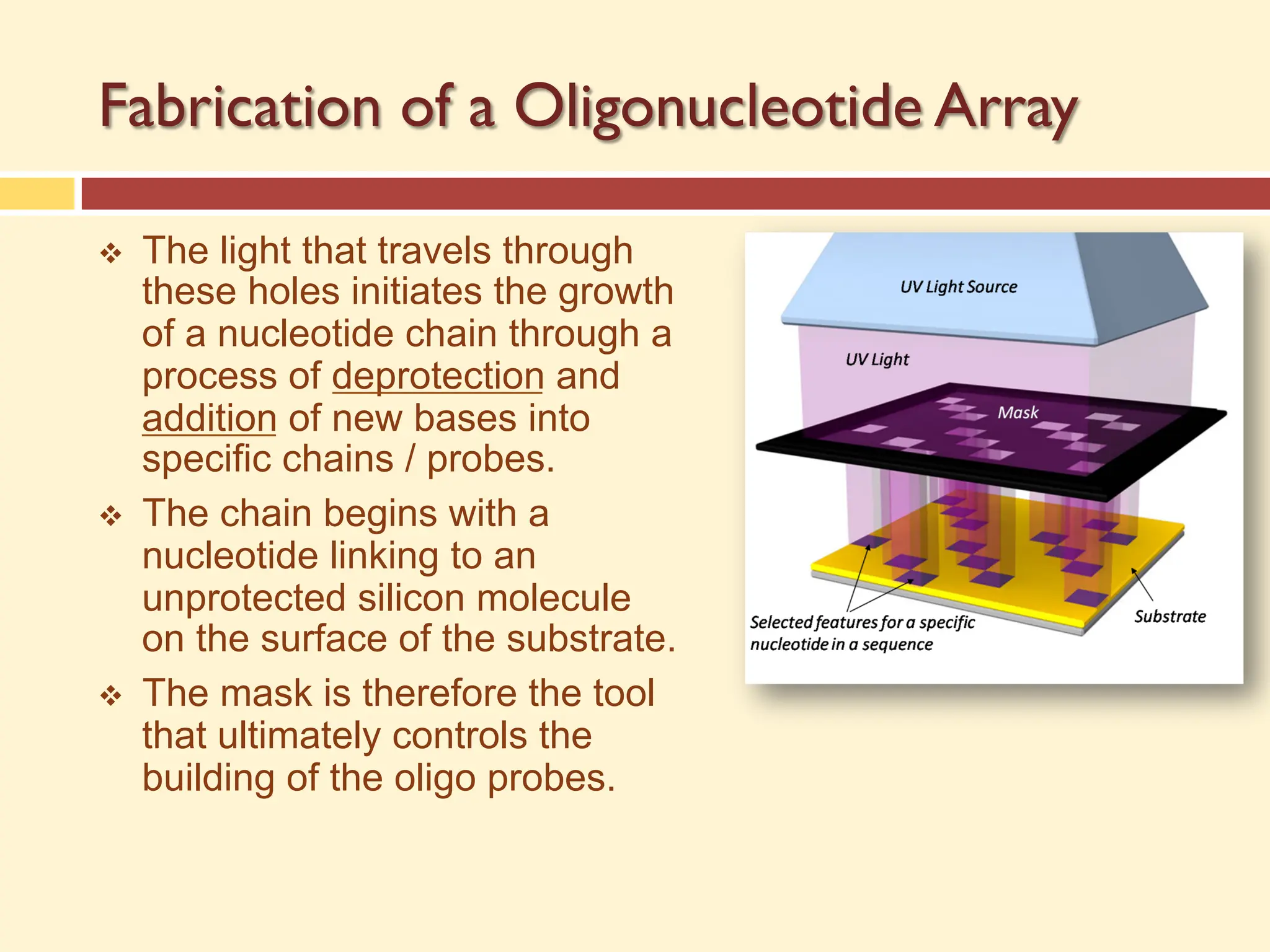 Fabrication of a Oligonucleotide Array
v The light that travels through
these holes initiates the growth
of a nucleotide chain through a
process of deprotection and
addition of new bases into
specific chains / probes.
v The chain begins with a
nucleotide linking to an
unprotected silicon molecule
on the surface of the substrate.
v The mask is therefore the tool
that ultimately controls the
building of the oligo probes.
 