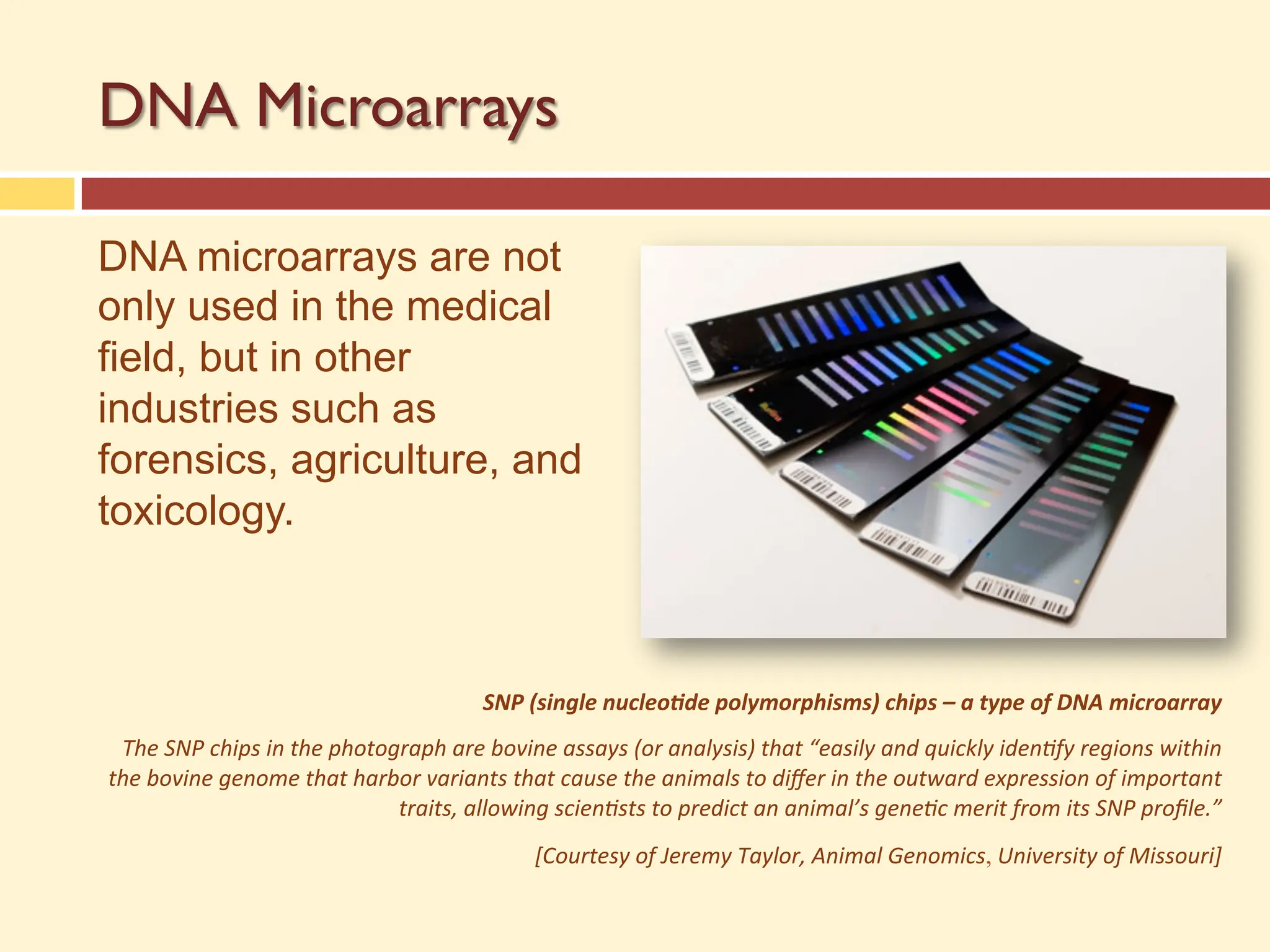 DNA Microarrays
DNA microarrays are not
only used in the medical
field, but in other
industries such as
forensics, agriculture, and
toxicology.
SNP (single nucleo/de polymorphisms) chips – a type of DNA microarray
The SNP chips in the photograph are bovine assays (or analysis) that “easily and quickly iden=fy regions within
the bovine genome that harbor variants that cause the animals to diﬀer in the outward expression of important
traits, allowing scien=sts to predict an animal’s gene=c merit from its SNP proﬁle.”
[Courtesy of Jeremy Taylor, Animal Genomics, University of Missouri]
 