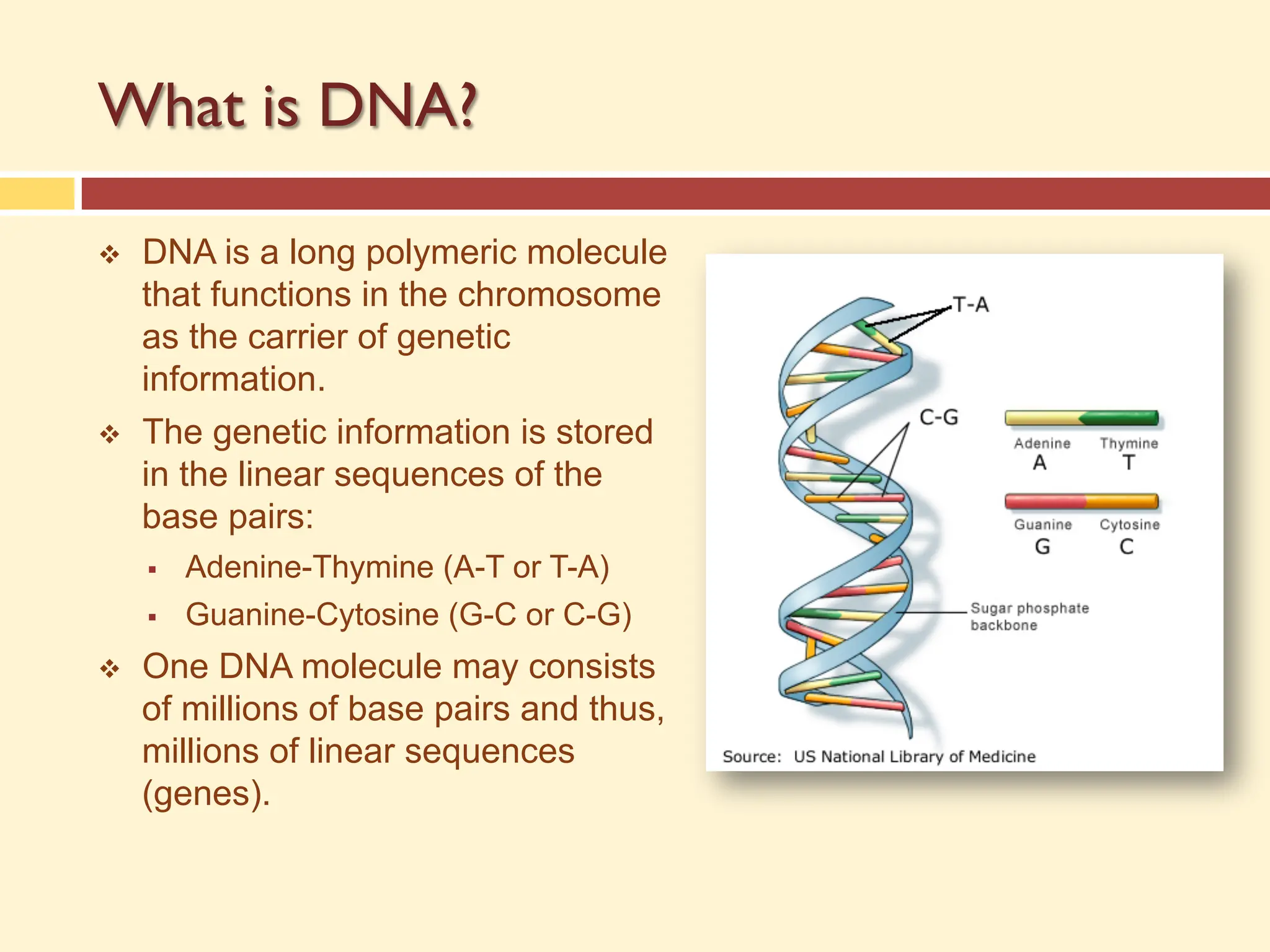 What is DNA?
v DNA is a long polymeric molecule
that functions in the chromosome
as the carrier of genetic
information.
v The genetic information is stored
in the linear sequences of the
base pairs:
§ Adenine-Thymine (A-T or T-A)
§ Guanine-Cytosine (G-C or C-G)
v One DNA molecule may consists
of millions of base pairs and thus,
millions of linear sequences
(genes).
 