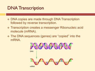 DNA Transcription
v DNA copies are made through DNA Transcription
followed by reverse transcription.
v Transcription creates a messenger Ribonucleic acid
molecule (mRNA).
v The DNA sequences (genes) are “copied” into the
mRNA.
 