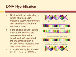 DNA Hybridization
v DNA hybridization is when a
single-stranded DNA
molecule (ssDNA) reanneals
with another ssDNA from
another source.
v If the original ssDNA strand
has sequences that are
complementary to the
introduced ssDNA strand,
the two strands form a
dsDNA hybrid molecule with
one strand from each.
v Complementary DNA bases
(A–T, T–A, C–G, and G-C)
 