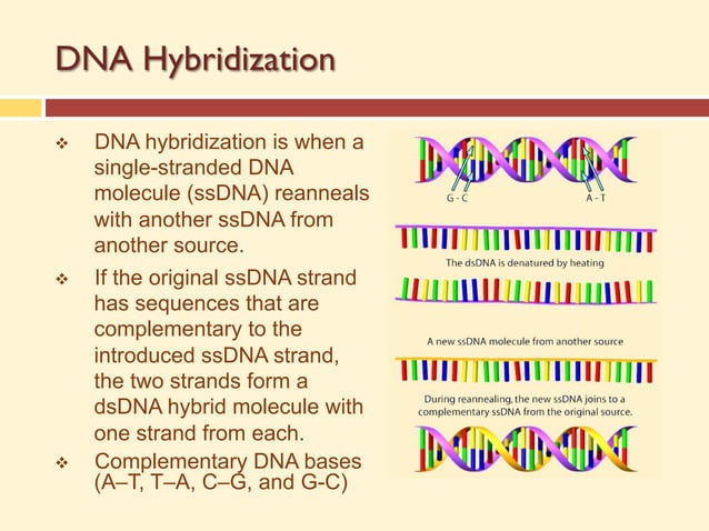 DNA_microarray_presentation Dna fingerprinting dna biotechnology | PDF ...