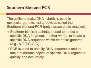Southern Blot and PCR
The ability to make DNA hybrids is used in
molecular genetics using devices called the
Southern blot and PCR (polymerase chain reaction).
v Southern blot is a technique used to detect a
specific DNA fragment; in other words, to locate a
specific DNA sequence within an entire genome.
(e.g., A-T-T-C-G-C)
v PCR is used to amplify DNA sequences and to
make numerous copies of specific DNA segments
quickly and accurately.
 