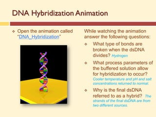 DNA Hybridization Animation
v Open the animation called
“DNA_Hybridization”
While watching the animation
answer the following questions:
v What type of bonds are
broken when the dsDNA
divides? Hydrogen
v What process parameters of
the buffered solution allow
for hybridization to occur?
Cooler temperature and pH and salt
concentrations returned to normal.
v Why is the final dsDNA
referred to as a hybrid? The
strands of the final dsDNA are from
two different sources.
 