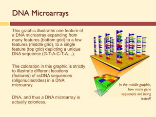 DNA Microarrays
This graphic illustrates one feature of
a DNA microarray expanding from
many features (bottom grid) to a few
features (middle grid), to a single
feature (top grid) depicting a unique
DNA sequence (G-T-A-C-T-A…).
The coloration in this graphic is strictly
to illustrate different locations
(features) of ssDNA sequences
(oligonucleotides) in a DNA
microarray.
DNA, and thus a DNA microarray is
actually colorless.
In the middle graphic,
how many gene
sequences are being
tested?
 