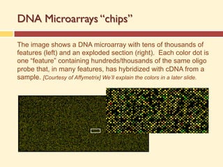 DNA Microarrays “chips”
The image shows a DNA microarray with tens of thousands of
features (left) and an exploded section (right). Each color dot is
one “feature” containing hundreds/thousands of the same oligo
probe that, in many features, has hybridized with cDNA from a
sample. [Courtesy of Affymetrix] We’ll explain the colors in a later slide.
 