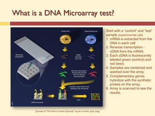 What is a DNA Microarray test?
Start with a “control” and “test”
sample (experimental cell).
1. mRNA is extracted from the
DNA in each cell.
2. Reverse transcription -
cDNA from the mRNA.
3. Each cDNA is fluorescently
labeled green (control) and
red (test).
4. Samples are combined and
washed over the array.
5. Complementary genes
hybridize with the synthetic
probes on the array.
6. Array is scanned to see the
results.
[Courtesy of "The Science Creative Quarterly". scq.ubc.ca.Artist: Jiang Long}
 