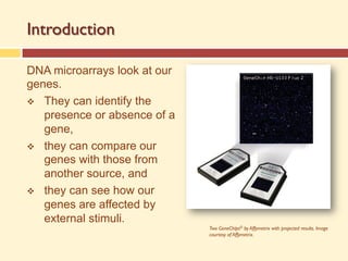 Introduction
DNA microarrays look at our
genes.
v They can identify the
presence or absence of a
gene,
v they can compare our
genes with those from
another source, and
v they can see how our
genes are affected by
external stimuli.
Two GeneChips© by Affymetrix with projected results. Image
courtesy of Affymetrix.
 
