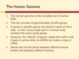 The Human Genome
v The human genome is the complete set of human
DNA.
v This set consists of approximately 30,000 genes.
v A person’s specific genes are stored in each of one’s
cells. In fact, every single cell in a human body
contains the exact same genes.
v However, the “activity” of genes varies from cell to cell.
A gene is active when its mRNA can make a copy or
cDNA.
v Genes are not the same between different human
bodies and between different species.
 