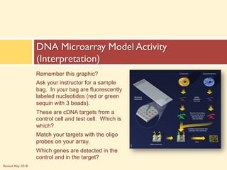 Revised May 2018
DNA Microarray Model Activity
(Interpretation)
Remember this graphic?
Ask your instructor for a sample
bag. In your bag are fluorescently
labeled nucleotides (red or green
sequin with 3 beads).
These are cDNA targets from a
control cell and test cell. Which is
which?
Match your targets with the oligo
probes on your array.
Which genes are detected in the
control and in the target?
 