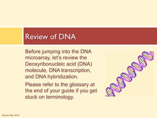 Revised May 2018
Before jumping into the DNA
microarray, let’s review the
Deoxyribonucleic acid (DNA)
molecule, DNA transcription,
and DNA hybridization.
Please refer to the glossary at
the end of your guide if you get
stuck on terminology.
Review of DNA
 