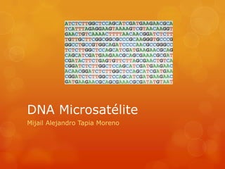 DNA Microsatélite
Mijail Alejandro Tapia Moreno
 