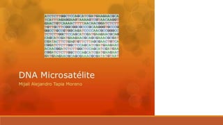 Dna microsatélite company